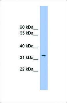 Anti-SLC25A1 antibody produced in rabbit affinity isolated antibody