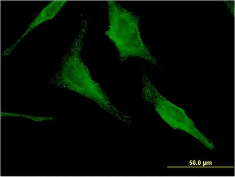 Monoclonal Anti-HEXA antibody produced in mouse clone 3D1, purified immunoglobulin, buffered aqueous solution