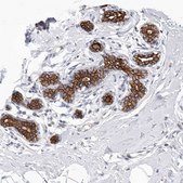 Anti-MTFR1L antibody produced in rabbit Prestige Antibodies&#174; Powered by Atlas Antibodies, affinity isolated antibody, buffered aqueous glycerol solution, ab2