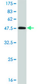 ANTI-MAPK9 antibody produced in mouse clone 3C12, purified immunoglobulin, buffered aqueous solution