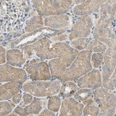 Anti-HTR1F antibody produced in rabbit Prestige Antibodies&#174; Powered by Atlas Antibodies, affinity isolated antibody, buffered aqueous glycerol solution
