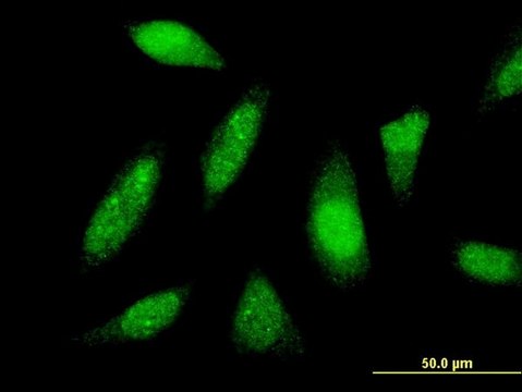 Monoclonal Anti-PTTG1IP antibody produced in mouse clone 4C11, purified immunoglobulin, buffered aqueous solution