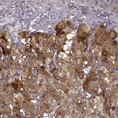 Anti-PCSK2 antibody produced in rabbit Prestige Antibodies&#174; Powered by Atlas Antibodies, affinity isolated antibody, buffered aqueous glycerol solution