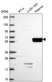 Anti-COL9A2 antibody produced in rabbit Prestige Antibodies&#174; Powered by Atlas Antibodies, affinity isolated antibody