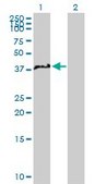 Anti-NCF4 antibody produced in mouse purified immunoglobulin, buffered aqueous solution