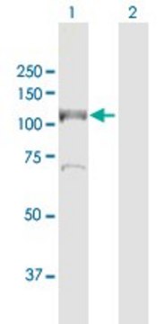 Anti-MCM6 antibody produced in rabbit purified immunoglobulin, buffered aqueous solution