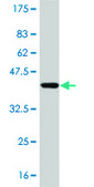 Monoclonal Anti-PIK3CG antibody produced in mouse clone 2G3, purified immunoglobulin, buffered aqueous solution