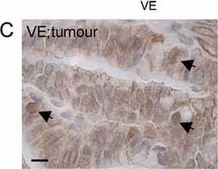 Anti-&#946;-Catenin antibody produced in rabbit whole antiserum