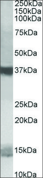 Anti-PFDN1 (C-terminal) antibody produced in goat affinity isolated antibody, buffered aqueous solution