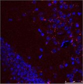 Anti-HSPA8 affinity isolated antibody