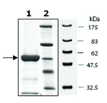 MKK6 active human recombinant, expressed in baculovirus infected Sf9 cells, &#8805;80% (SDS-PAGE)