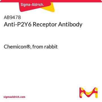 Anti-P2Y6 Receptor Antibody Chemicon&#174;, from rabbit