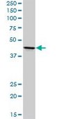 Anti-ADORA2A antibody produced in rabbit purified immunoglobulin, buffered aqueous solution