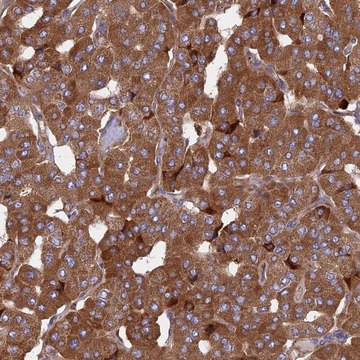 Anti-KANSL1L antibody produced in rabbit Prestige Antibodies&#174; Powered by Atlas Antibodies, affinity isolated antibody, buffered aqueous glycerol solution