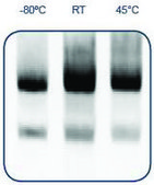 RNAstable&#174; Tube Kit, for room temp preservation of RNA