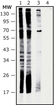 Anti-Akkermancia muciniphila antibody produced in rabbit IgG fraction of antiserum