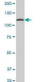 Monoclonal Anti-PTK7 antibody produced in mouse clone 4D4, purified immunoglobulin, buffered aqueous solution