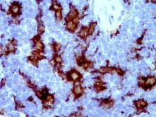 Anticorps anti-Iba1/AIF1 clone 20A12.1, from mouse