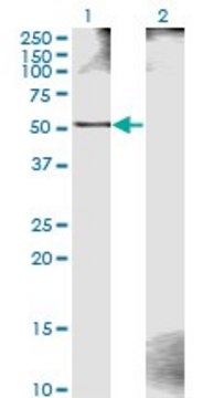 Monoclonal Anti-ZWILCH antibody produced in mouse clone 1C10, purified immunoglobulin, buffered aqueous solution