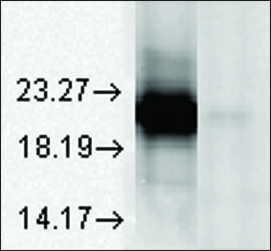 Monoclonal Anti-CRYAA antibody produced in mouse clone 1H3.B8, 1&#160;mg/mL, purified immunoglobulin