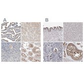 Anti-PCM1 antibody produced in rabbit Prestige Antibodies&#174; Powered by Atlas Antibodies, affinity isolated antibody, buffered aqueous glycerol solution, Ab1