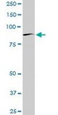 Monoclonal Anti-BRD2 antibody produced in mouse clone 3D10, purified immunoglobulin, buffered aqueous solution