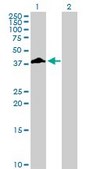 Anti-FCGR2B antibody produced in rabbit purified immunoglobulin, buffered aqueous solution