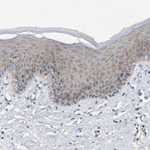 Anti-UBAP2 antibody produced in rabbit Prestige Antibodies&#174; Powered by Atlas Antibodies, affinity isolated antibody, buffered aqueous glycerol solution