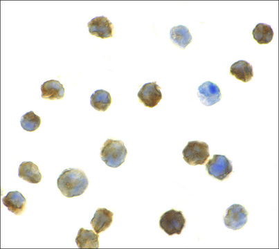 Anti-IRAK2 (ab2) antibody produced in rabbit affinity isolated antibody, buffered aqueous solution
