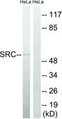 Anti-SRC, N-Terminal antibody produced in rabbit affinity isolated antibody