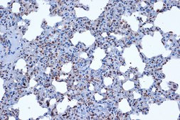 Anti-JunD Antibody, clone 2D5A1, Rabbit Monoclonal