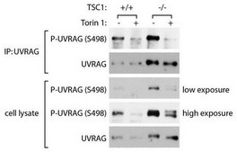 Anti-phospho-UVRAG (Ser498) from rabbit