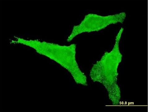 Monoclonal Anti-CDKL2, (C-terminal) antibody produced in mouse clone 6H8, purified immunoglobulin, buffered aqueous solution