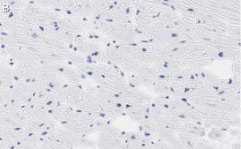 Anti-Laminin &#945;2 Antibody, clone 2I22 ZooMAb&#174; Rabbit Monoclonal recombinant, expressed in HEK 293 cells