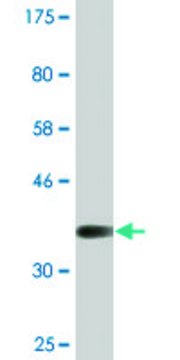 Monoclonal Anti-MTSS1 antibody produced in mouse clone 2G9, ascites fluid