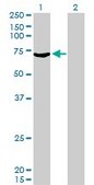 Monoclonal Anti-MYLK2 antibody produced in mouse clone 2G1, purified immunoglobulin, buffered aqueous solution