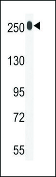 ANTI-LTBP1(C-TERMINAL) antibody produced in rabbit purified immunoglobulin, buffered aqueous solution