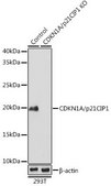 Anti- CDKN1A/p21CIP1 antibody produced in rabbit