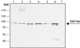 Anti-ZNF746 antibody produced in rabbit ~1.0&#160;mg/mL, affinity isolated antibody