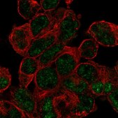 Anti-RNPS1 antibody produced in rabbit Prestige Antibodies&#174; Powered by Atlas Antibodies, affinity isolated antibody, buffered aqueous glycerol solution