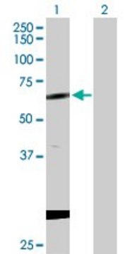 Anti-CPNE1 antibody produced in rabbit purified immunoglobulin, buffered aqueous solution