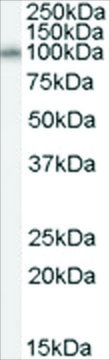 Anti-NEDD9 antibody produced in goat affinity isolated antibody, buffered aqueous solution