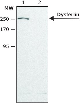 Anti-Dysferlin (N-terminal region) antibody produced in rabbit ~1.5&#160;mg/mL, affinity isolated antibody