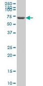 Monoclonal Anti-GRK6 antibody produced in mouse clone 2C3, purified immunoglobulin, buffered aqueous solution