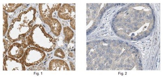 Anti-RASSF1 Antibody, clone 5C9.1 clone 5C9.1, from mouse