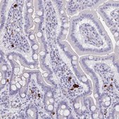 Anti-MS4A2 antibody produced in rabbit Prestige Antibodies&#174; Powered by Atlas Antibodies, affinity isolated antibody, buffered aqueous glycerol solution