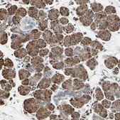 Anti-NUCB2 antibody produced in rabbit Prestige Antibodies&#174; Powered by Atlas Antibodies, affinity isolated antibody, buffered aqueous glycerol solution