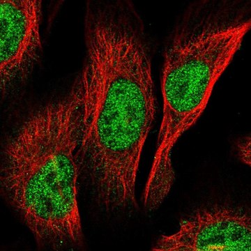 Anti-PCGF3 antibody produced in rabbit Prestige Antibodies&#174; Powered by Atlas Antibodies, affinity isolated antibody