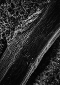 Filtre membrane en esters de cellulose, 0,5&nbsp;µm de dimension de pores Millipore, filter diam. 142&#160;mm, hydrophilic