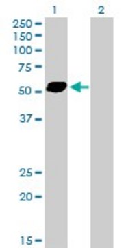 Anti-STAU2 antibody produced in mouse purified immunoglobulin, buffered aqueous solution